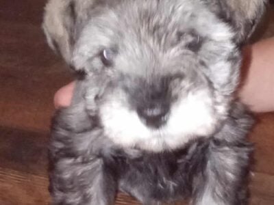 Minature schnauzer