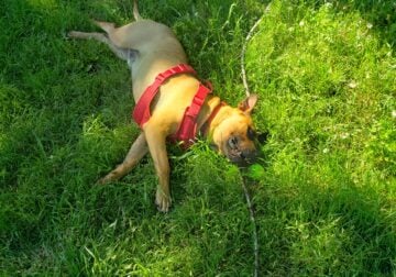 Found stray, Dritz