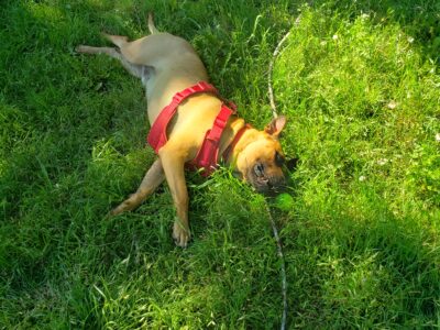 Found stray, Dritz