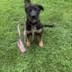Hi I’m Nokie a 10.5 week Shepherd pup from Butler