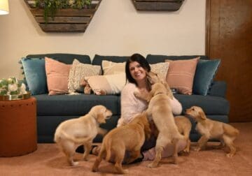 CKC American standard golden retriever puppies
