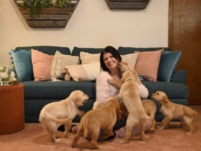 CKC American standard golden retriever puppies