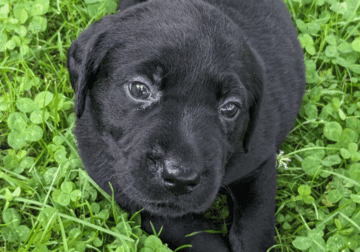 Black lab puppy (Belle)