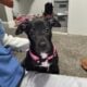 “Sweet 8–12 Week Old Pit Bull Puppy – Friendly, Ca