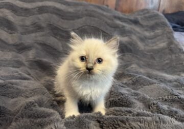 Siri – Blue Point Mitted Ragdoll Kitten