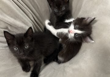 Kittens