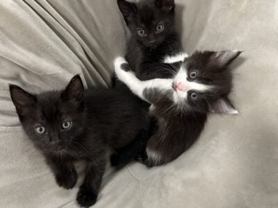 Kittens