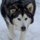 Alaskan malamute for adoption