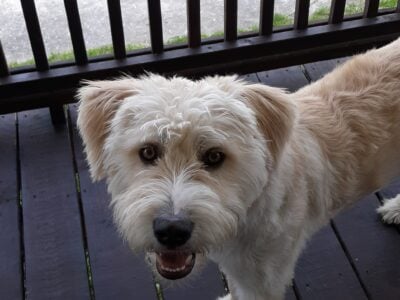 Teddy for free to good home