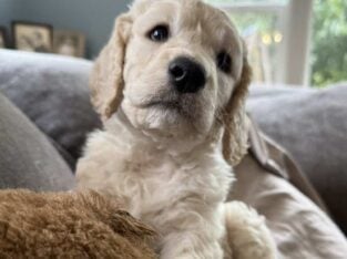 Goldendoodle puppies