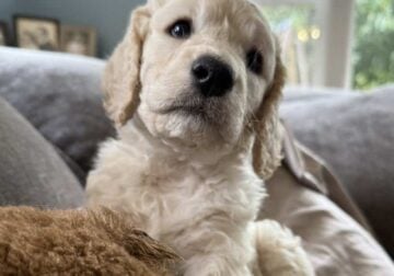 Goldendoodle puppies