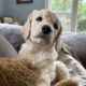 Goldendoodle puppies