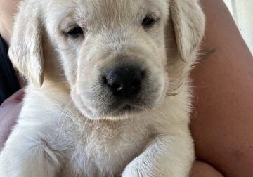 Goldador Puppy girl