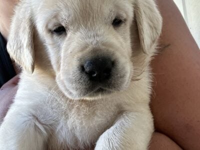 Goldador Puppy girl