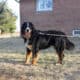 Full AKC Registration – Beau