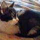 Maine Coon Mix Kittens need good Homes