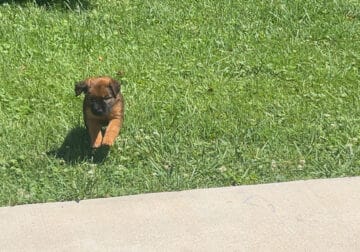 Cute puppy