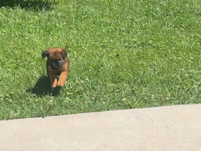 Cute puppy