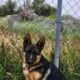 German shepherd puppies