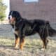 Full AKC Registration – Beau