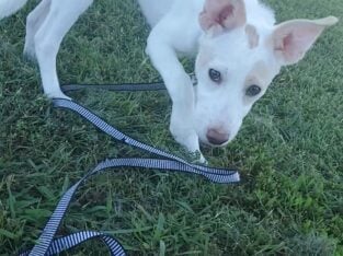 Spayed Border collie/Lab mix