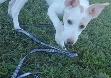Spayed Border collie/Lab mix