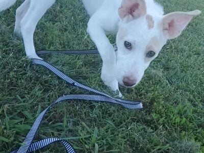 Spayed Border collie/Lab mix