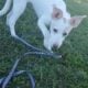 Spayed Border collie/Lab mix