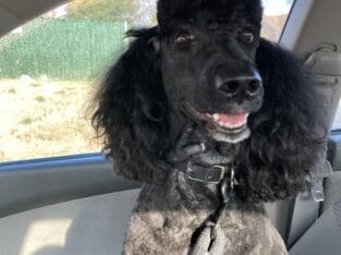 Standard Poodle – Sinbad