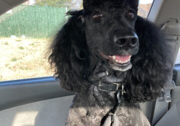 Standard Poodle – Sinbad