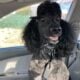 Standard Poodle – Sinbad