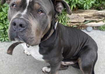 Sweet young male Bully
