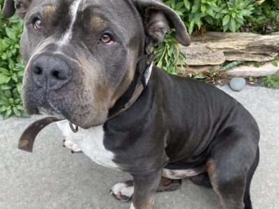 Sweet young male Bully