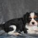 AKC Cavalier King Charles Wooster OH Barney