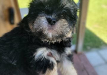 Morkiepoo