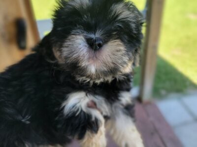 Morkiepoo