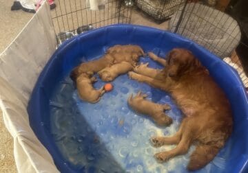 Akc Golden Retriever