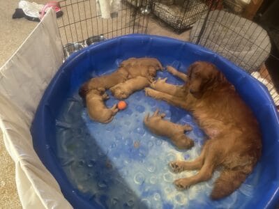 Akc Golden Retriever