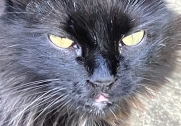 Outdoors Cat Needs New Home