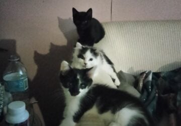 Three Adorable Sweet Kittens Free to a Loving Home