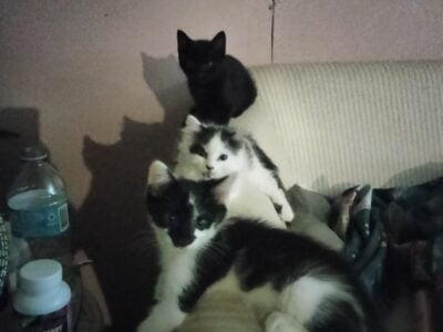 Three Adorable Sweet Kittens Free to a Loving Home