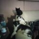 Three Adorable Sweet Kittens Free to a Loving Home