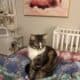 Free domestic, longhair, male cat