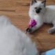 Roxie is a purebred Ragdoll kitten, fun & loving