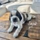 English pringer spaniels 4 girls left AKC register