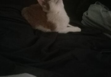 Young/kitten male