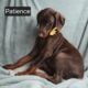 Patience
