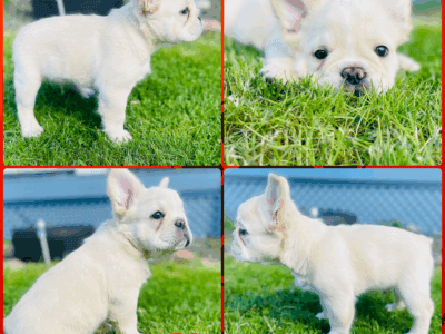 Exotic Fluffy French Bulldogs AKC