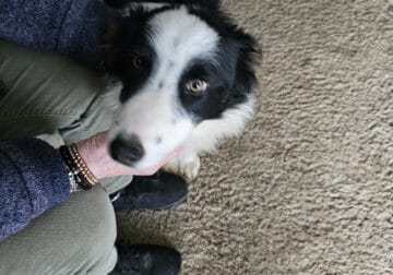 Australian Shepherd