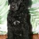 3 Month standard poodle